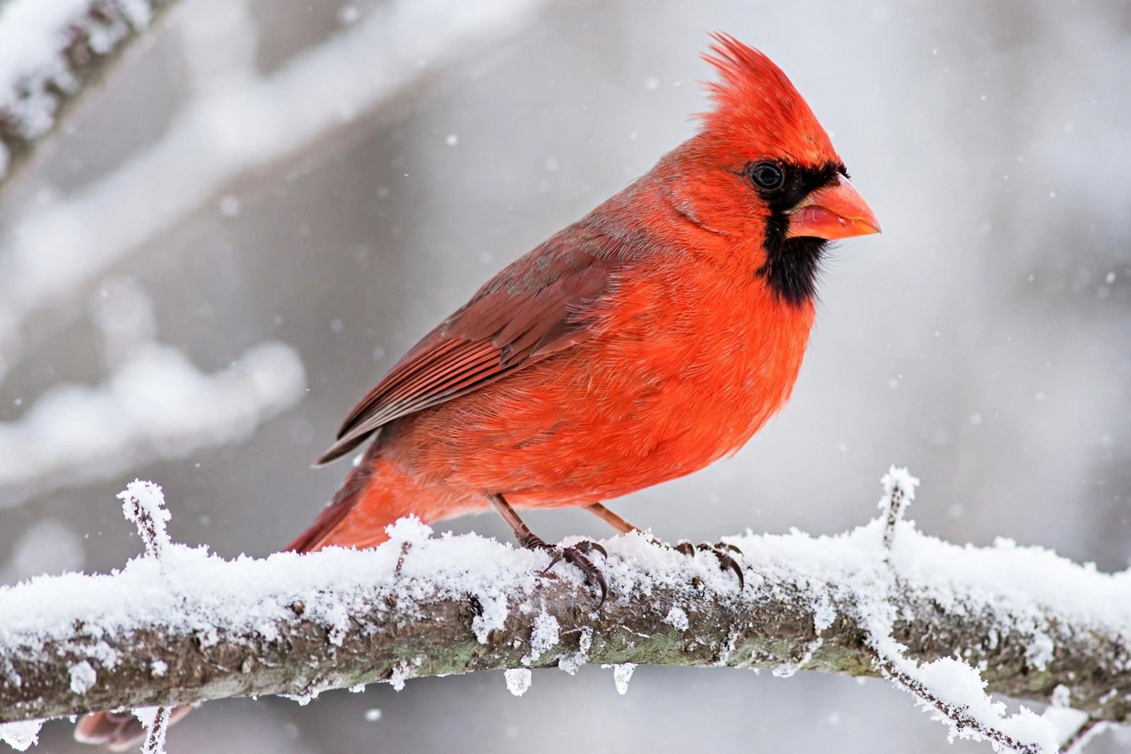 A northern cardinal, Ohio's state bird, perched on a snowy branch