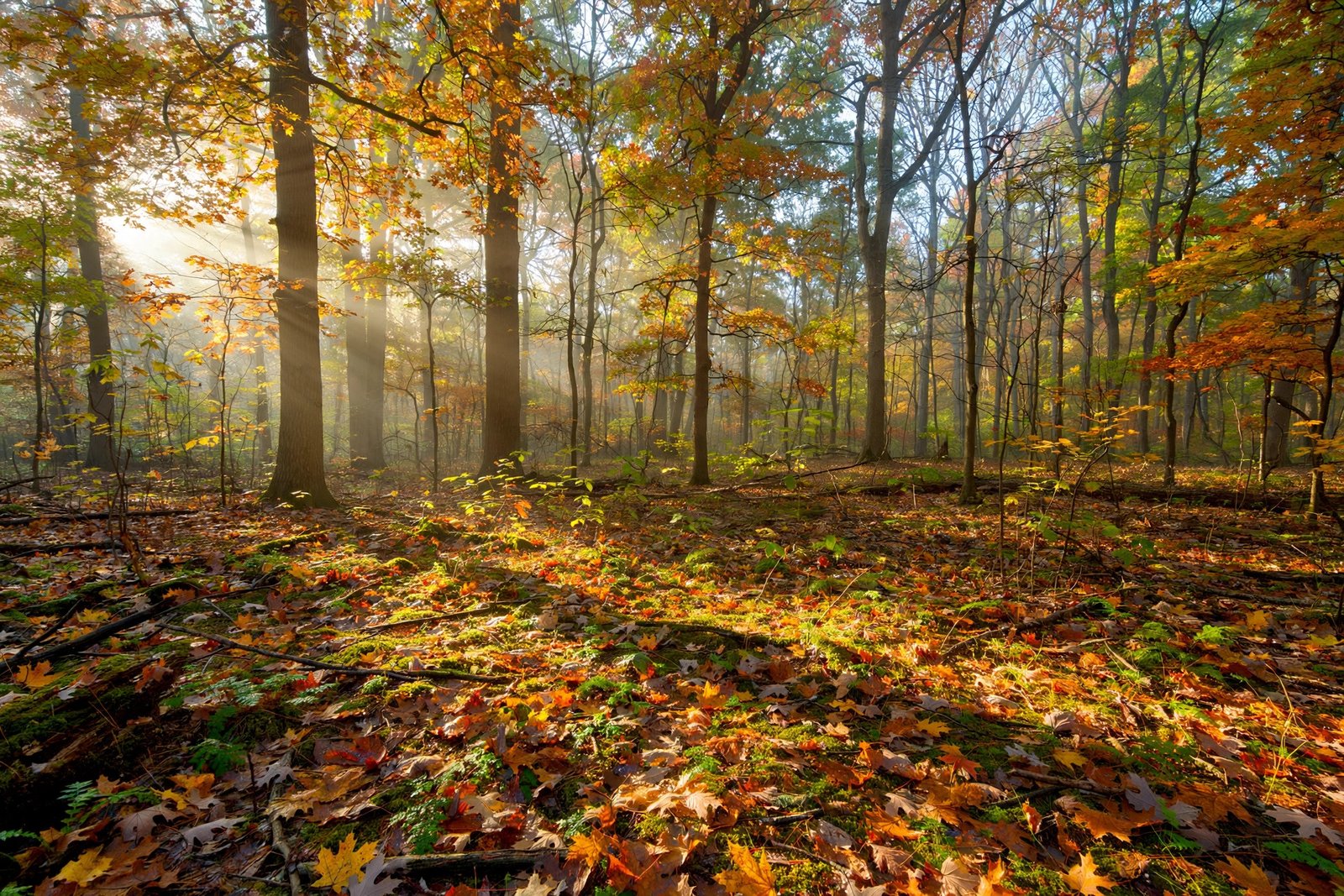 Morning sunlight filtering through an Ohio hardwood forest in squirrel season